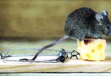 Κάποιοι βλέπουν το τυρί, αλλά αγνοούν τη φάκα……του Δημήτρη Χρήστου.