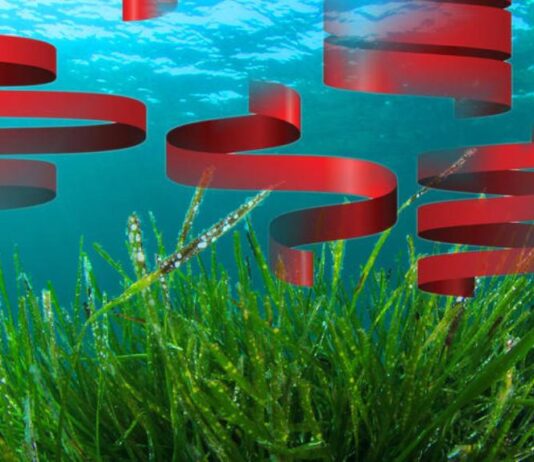 Μοιράζει φύκια με μεταξωτές κορδέλες στους συνταξιούχους με την ελπίδα να εξιλεωθεί από την αμαρτωλή ακρίβεια.