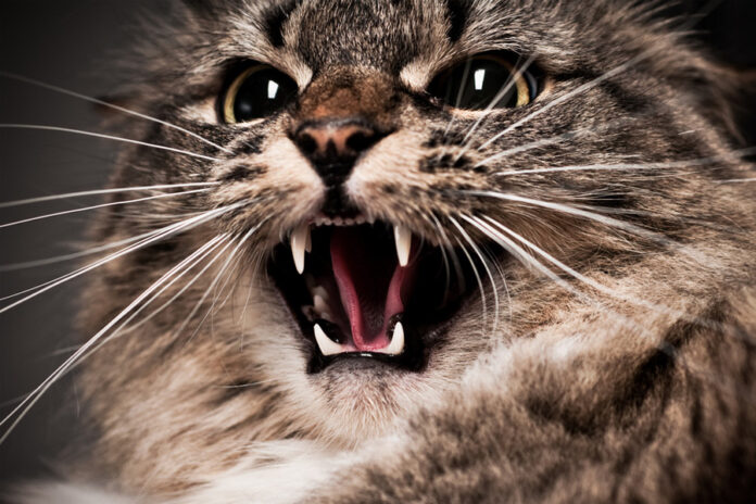 GATA